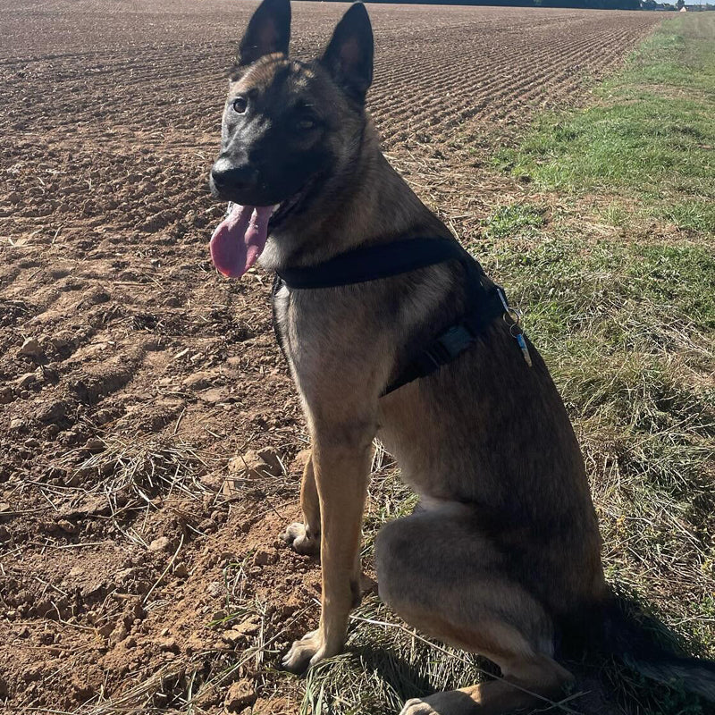 Meilleurs harnais pour Malinois en 2025 - Comparatif complet