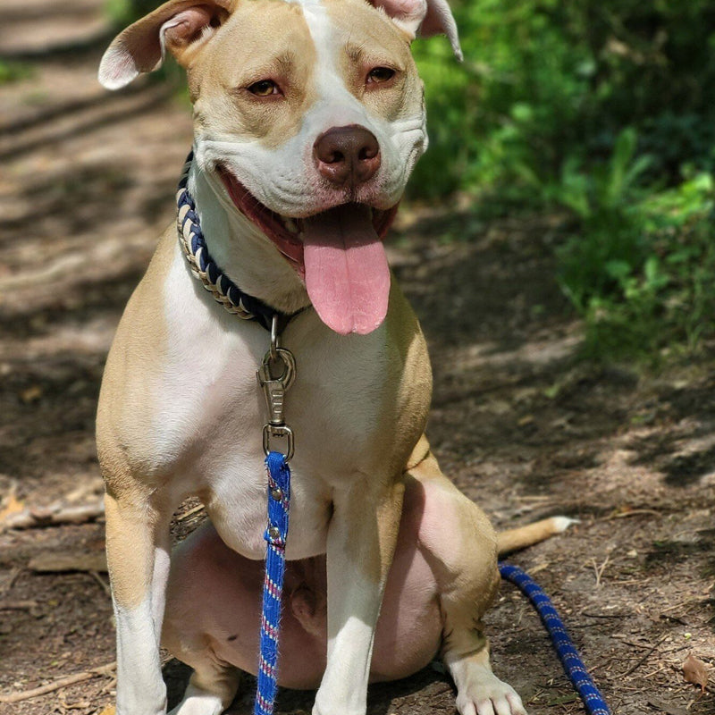 calmer un chien excité ou stressé