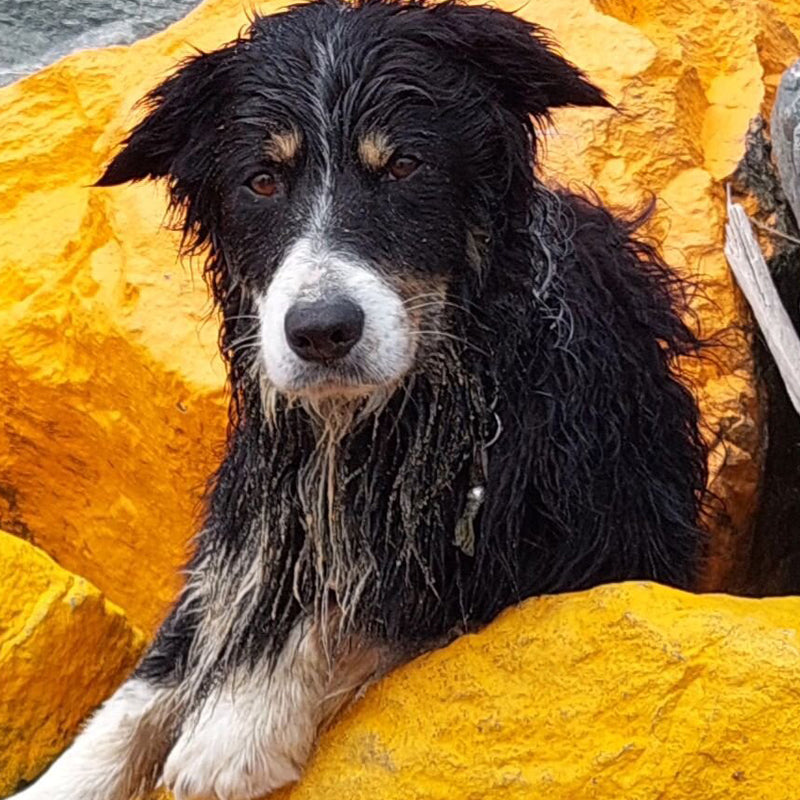 rafraîchir son chien en été
