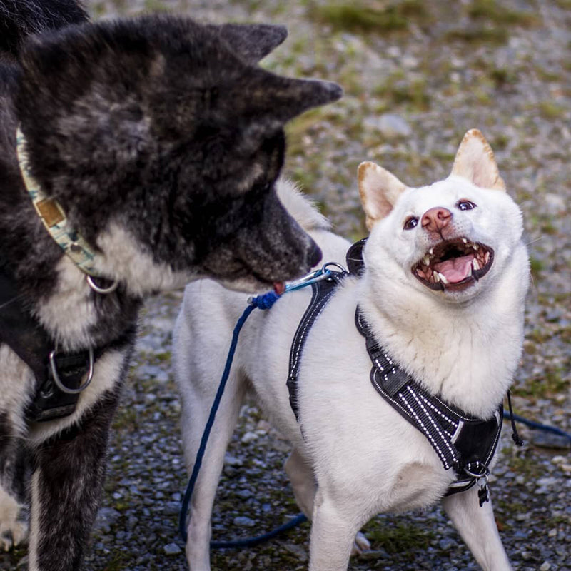 Les races de chiens du japon en 2023