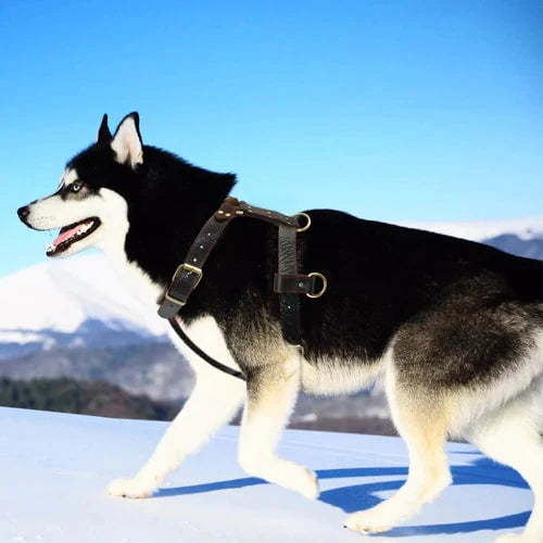 Harnais porté pas un Husky