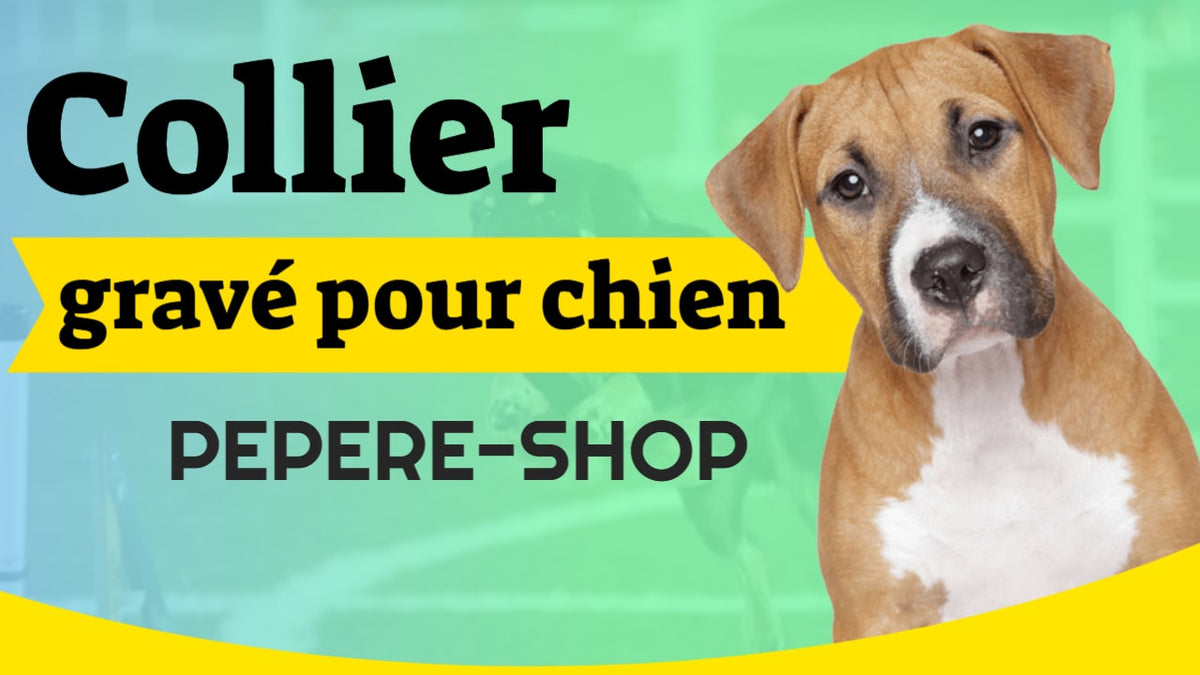 vidéo colliers gravés pour chien