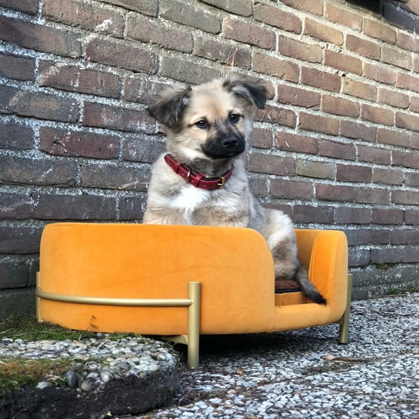 Les colliers pour chien gravés