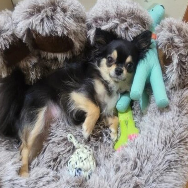 Coussin relaxant et apaisant pour chien