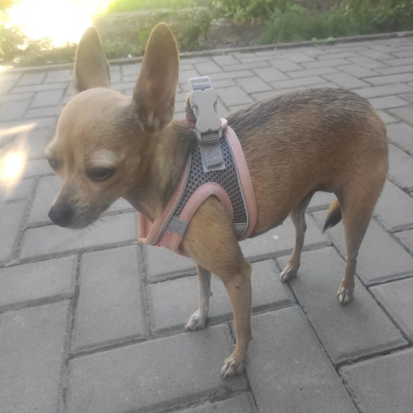 Les harnais pour chihuahua