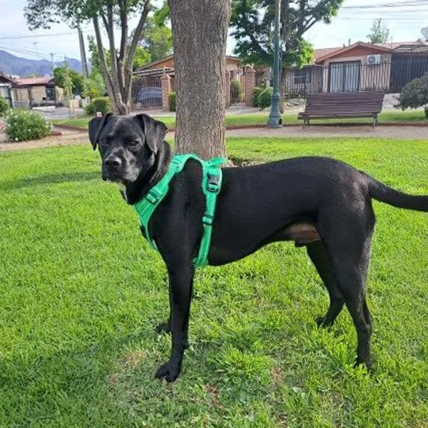 Harnais chien TRUE LOVE