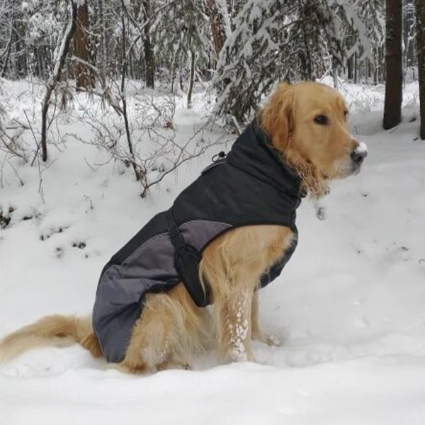 Habits et vêtements pour animaux