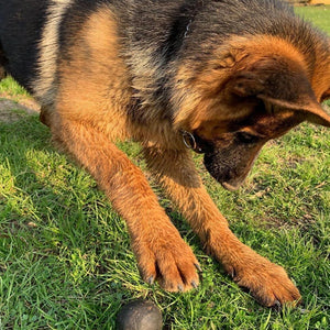 Accessoires pour berger allemand