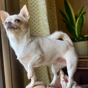 accessoires pour chihuahuas