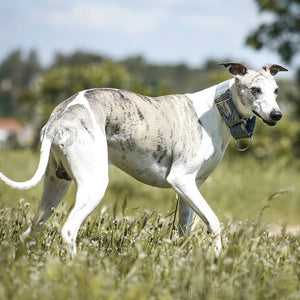 accessoires pour lévriers et whippet
