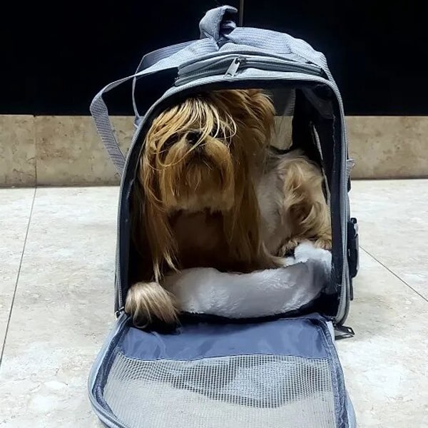 Le transport du chien