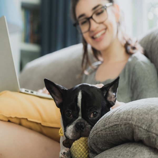 Les accessoires pour chiens