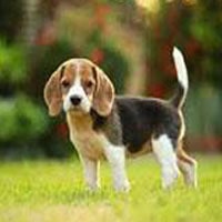 HARNAIS CHIOT BEAGLE