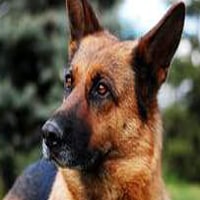 HARNAIS CHIOT BERGER ALLEMAND