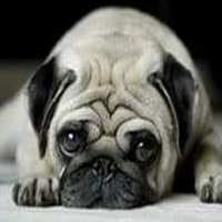 HARNAIS CHIOT CARLIN