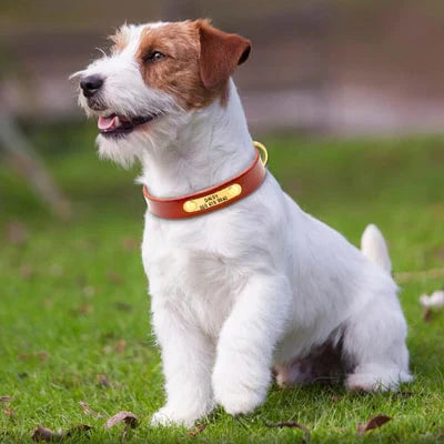 Collier personnalisable porté par un jack russel