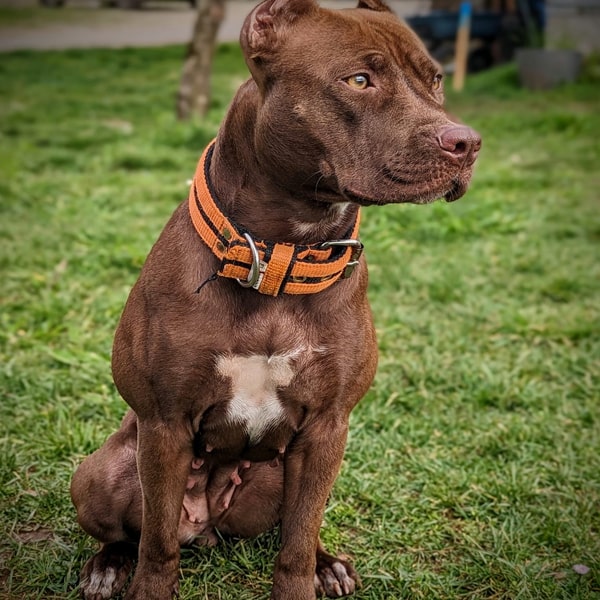 Les colliers pour chien de la boutique