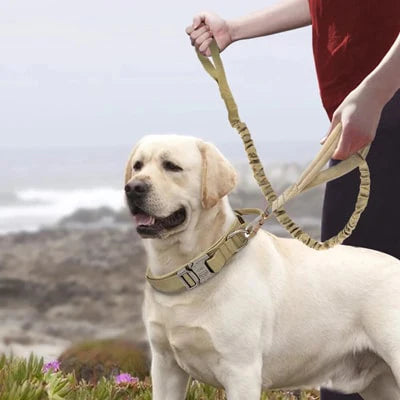 Ensemble laisse et collier tactique porté par un labrador
