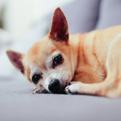 couchages relaxant pour chihuahua