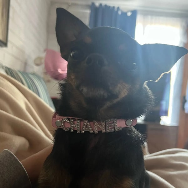 Les colliers pour chihuahuas de la boutique en ligne PEPERE SHOP