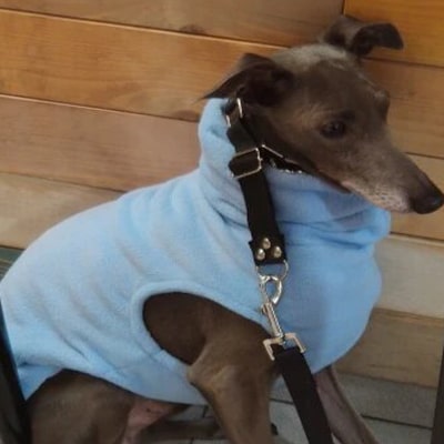 Collier pour lévrier et whippet