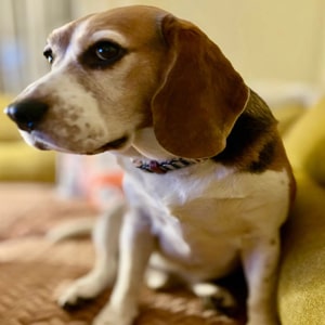 collier pour chien gravé