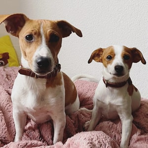 collier en cuir pour chien