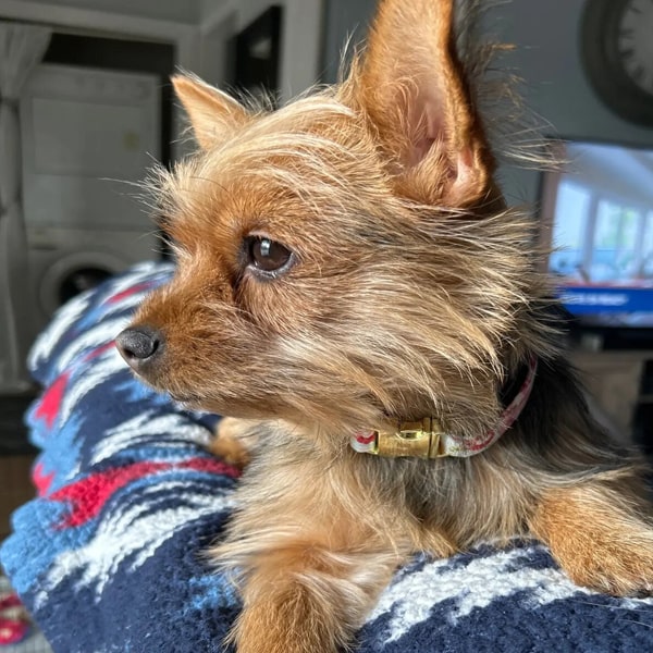 Les colliers pour chihuahua