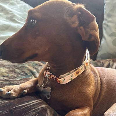 Les colliers pour chien gravés de PEPERE-SHOP