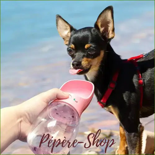 Gourde D’extérieure 350/550Ml Pour Hydratation du chihuahua