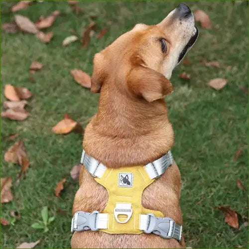 Harnais chien Braque De Weimar