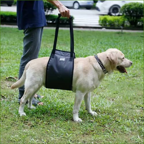 Harnais de levage pour chien avec rembourrage Colliers et harnais pour animaux de compagnie
