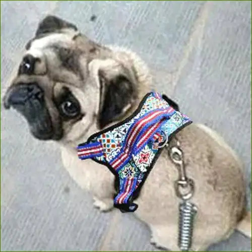 Harnais de promenade sur un bouledoque