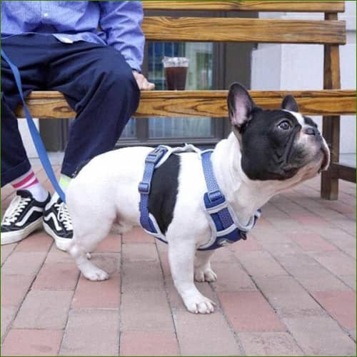 en situation sur un carlin