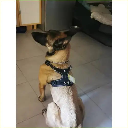 Harnais en nylon ergonomique - modèle sans traction réfléchissant avec poignée TRUE LOVE sur un malinois