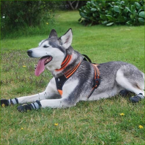 Harnais modèle FOREST sur un husky couché