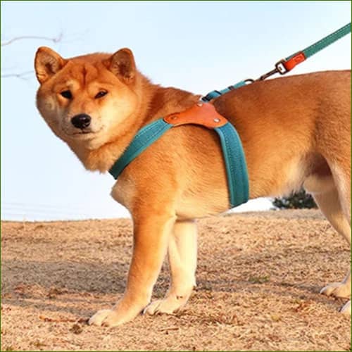 Harnais sur un chien de moyenne taille