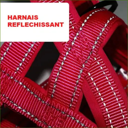 Harnais pour Boxer avec bandes réfléchissantes