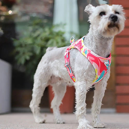 Harnais vue de devant
