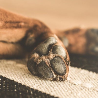 Comment limer les griffes d'un chien