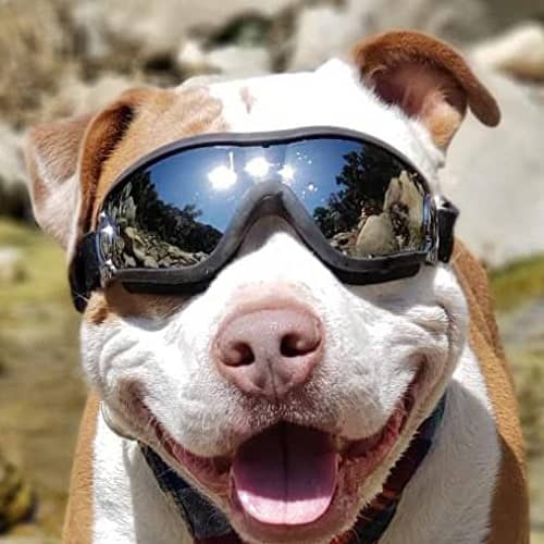 Bouledogue Français