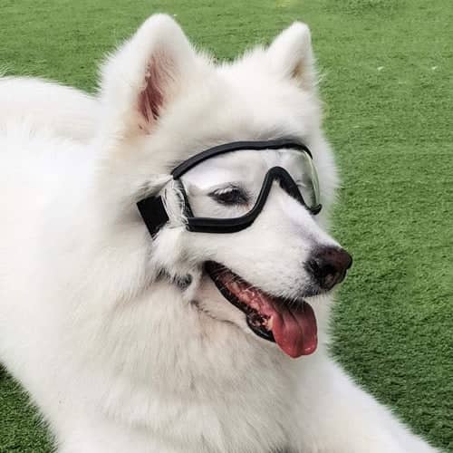 Doggles sur un chien blanc