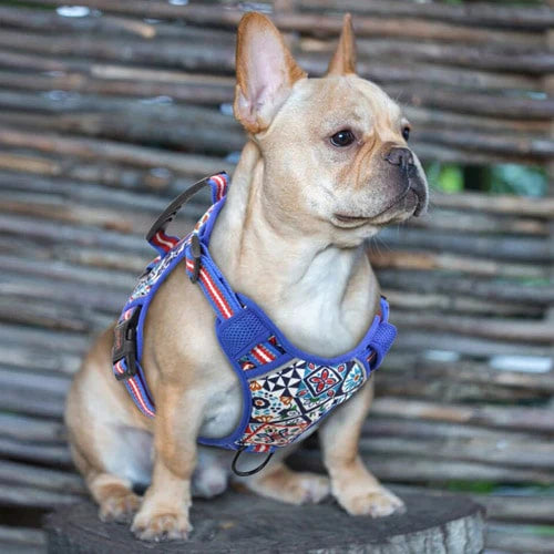 Harnais porté par un bouledogue