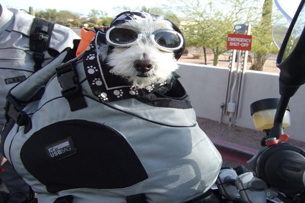 Accessoires pour le transport du chien ou du chat