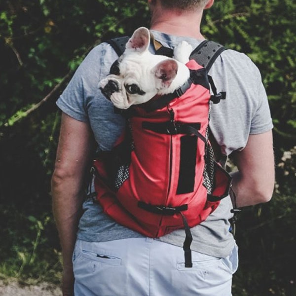 Les sacs à dos pour chiens