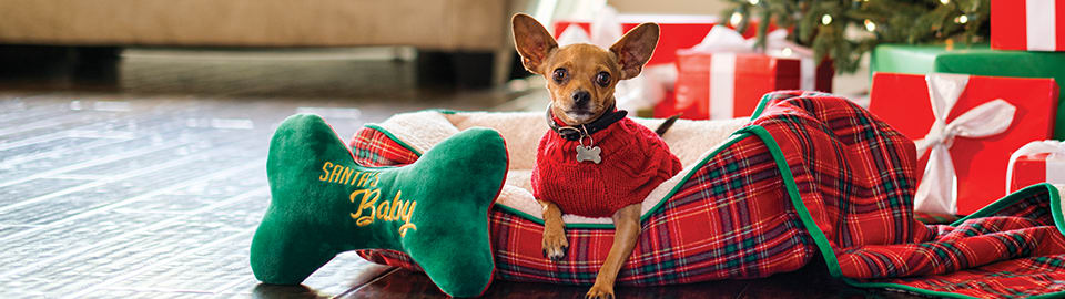 vêtements et habits pour chihuahuas