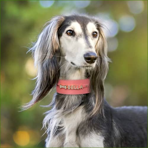 Collier pour lévrier personnalisé