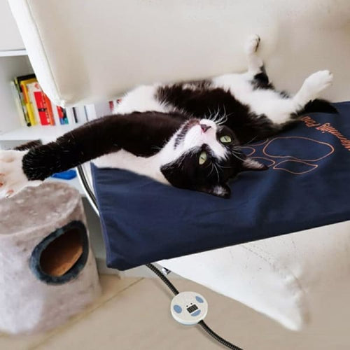 avec petit chat qui dort