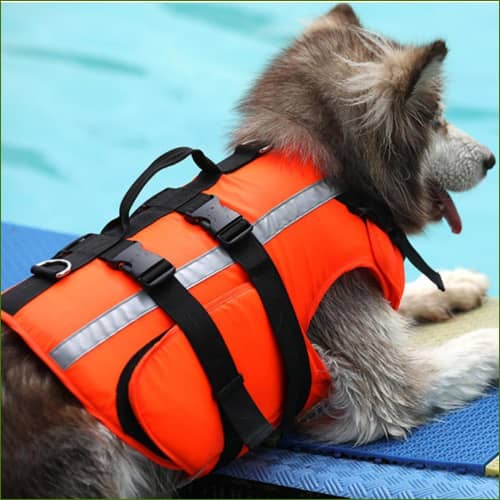 gilet de sauvetage pour chien