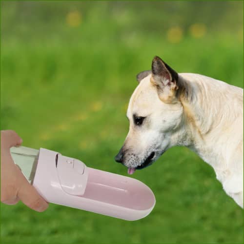 Hydratation du chien